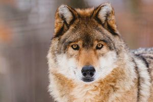 Il lupo è una specie protetta, ecco il vademecum dell’Oipa per imparare come conviverci senza rischi