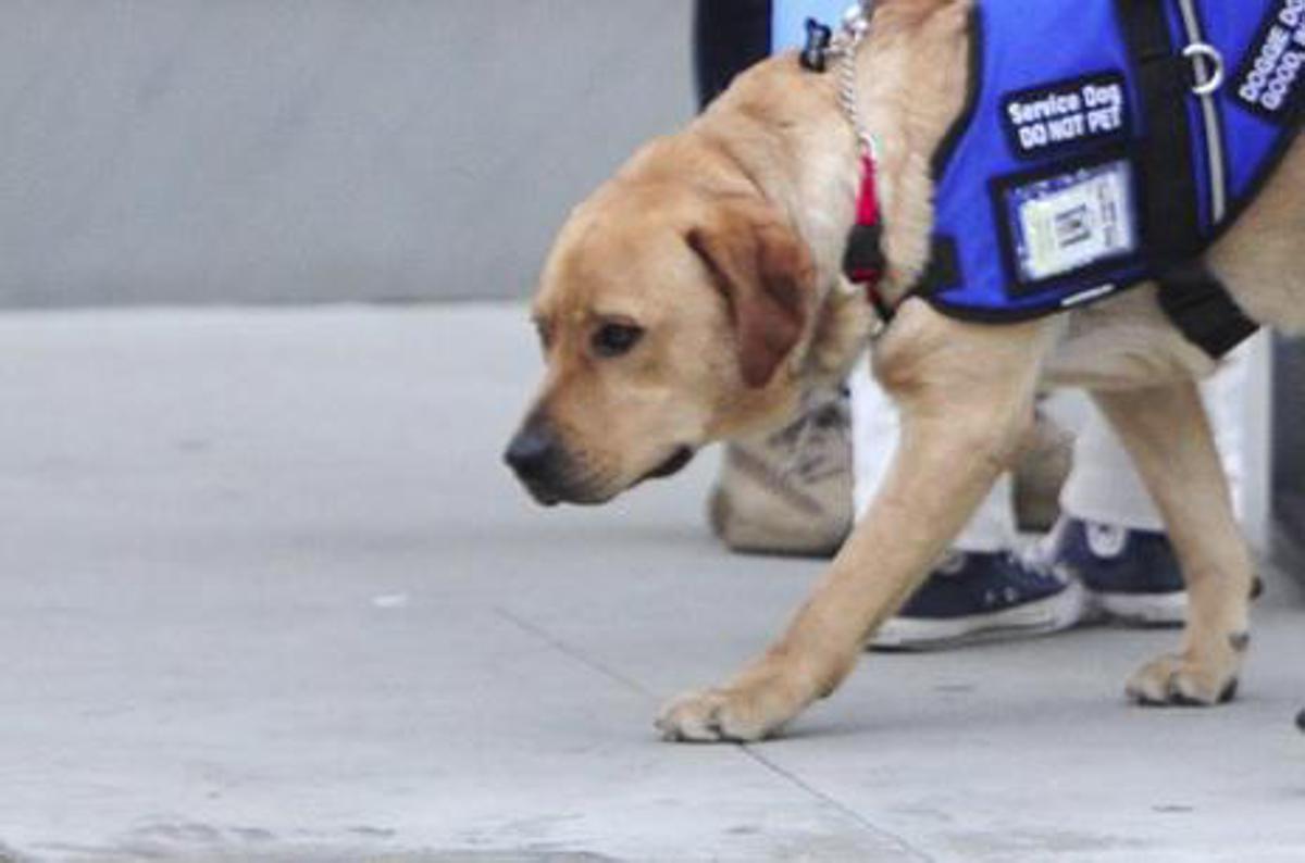 Bologna, ragazza cieca sfrattata per cane guida riceve offerte casa