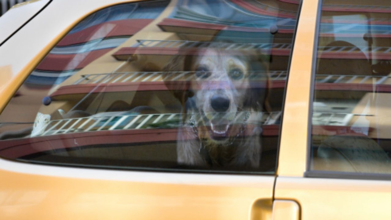 Animali chiusi in auto al caldo: è reato. In casi urgenti si può rompere il finestrino? Ecco le risposte dell’Oipa, ed un videotutorial 